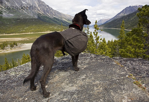 Schlittenhund mit Packtasche  Alaskan Husky  genießt Blick über den Bennett See  Chilkoot Pass  Chilkoot Trail  Yukon  Britisch-Kolumbien  Kanada