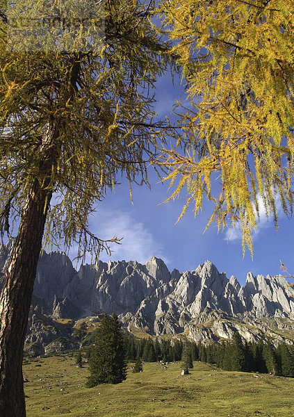 Verschiedene Nadelbaumarten in den österreichischen Alpen  Lärche  Fichte  Tanne