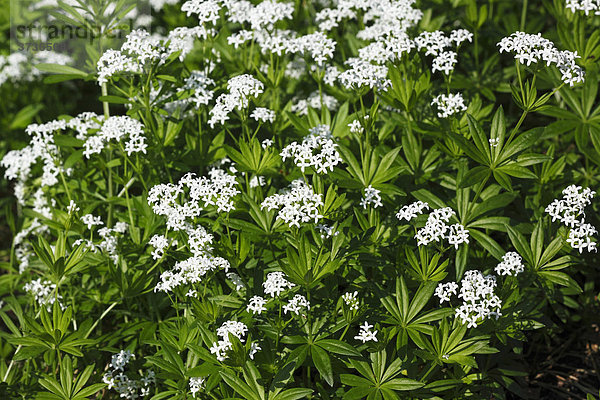 Blühender Waldmeister (Galium odoratum)  Heilpflanze  Duftpflanze  Aromapflanze  Giftpflanze