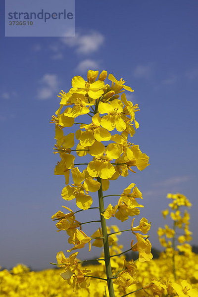 Blühende Rapspflanze im Rapsfeld  Raps (Brassica napus) Schleswig-Holstein  Deutschland  Europa