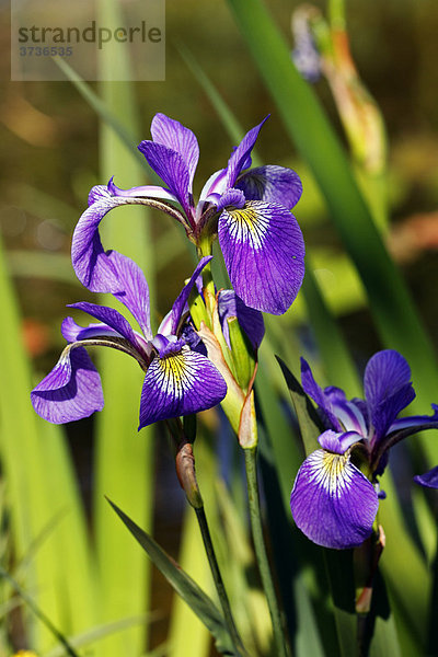 Japanische Sumpf-Schwertlilie (Iris ensata  Iris kaempferi)