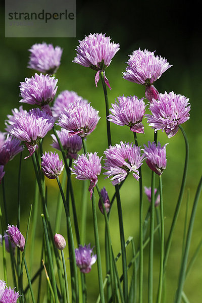 Blühender Schnittlauch (Allium schoenoprasum)  Blüten  Küchengewürz