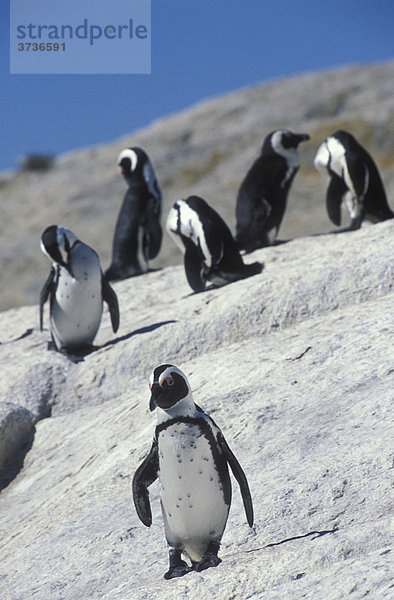 Pinguinkolonie bei Boulders  Brillenpinguine (Spheniscus demersus)  Simon's Town  Kapstadt  Südafrika  Afrika