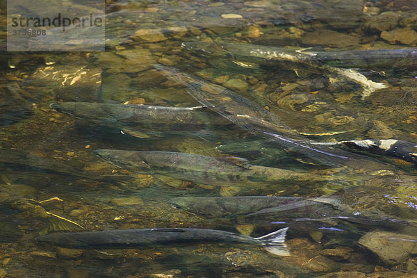 Lachse (Onocorhynchus nerka) in der Laichzeit  Alaska  USA  Nordamerika