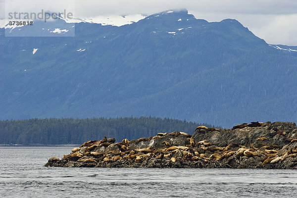 Steller Seelöwen (Eumetopias jubatus)  Inside Passage  Alaska  USA  Nordamerika
