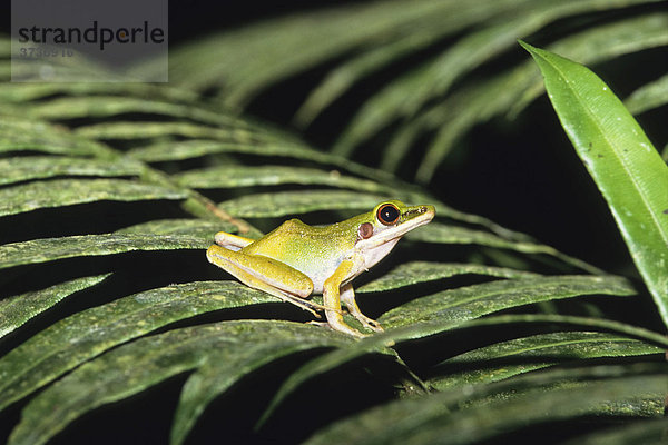 Frosch im tropischen Regenwald  Gunung Leuser Nationalpark  Sumatra