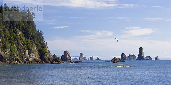 Felsnadeln an der Küste bei La Push  Olympic Nationalpark  Washington  USA
