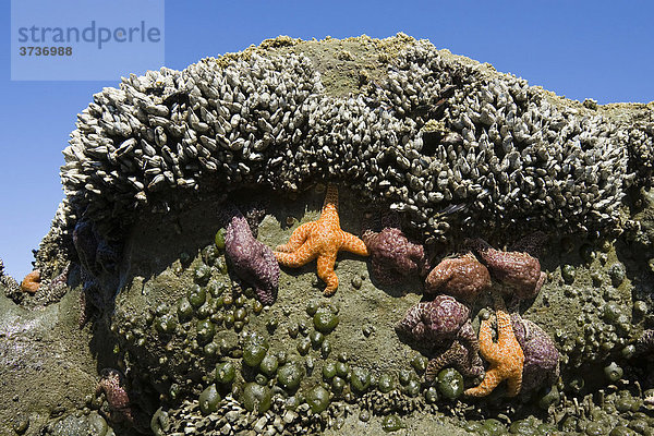 Gezeitentümpel mit Seesternen (Piaster ochraceus)  und Entenmuscheln (Lepas anserifera)  Pazifikküste  Olympic Nationalpark  Washington  USA