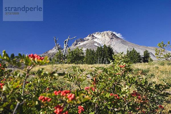 Mount Hood  Vulkan  Oregon  USA