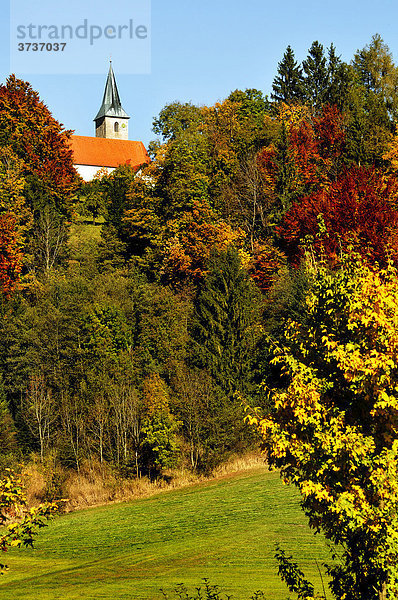 Herbstwald bei Bad Tölz  Bayern  Deutschland  Europa