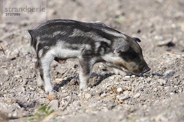 Mangalitza-Schwein  Wollschwein (Sus scrofa domesticus)  Jungtier  Neusiedlersee  Burgenland  Österreich  Europa