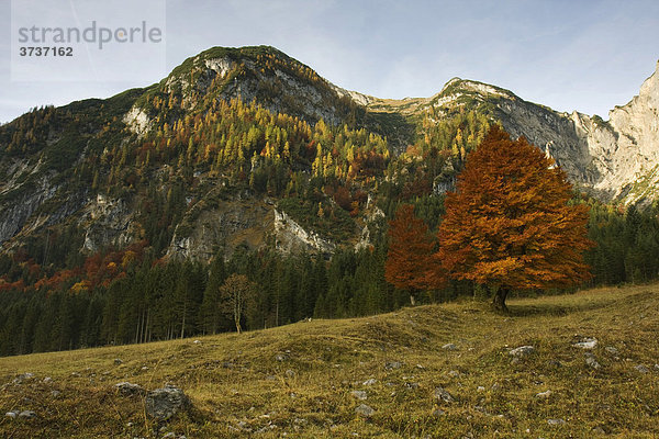 Buche im Herbst vor Roßkopfspitze  Eng  Tirol  Österreich  Europa