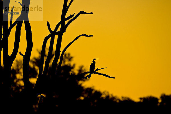 Schlangenhalsvogel auf Baum im Sonnenuntergang  Okavago Delta  Botswana  Afrika