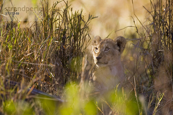 Kleiner Löwe (Panthera leo) im hohen Gras  Okavango Delta  Botswana  Afrika