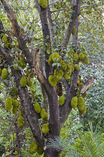 Jackfruchtbaum (Artocarpus heterophyllus) mit vielen Früchten