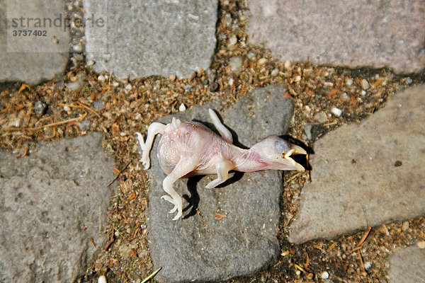 Frisch geschlüpfter Vogel liegt tot auf dem Boden