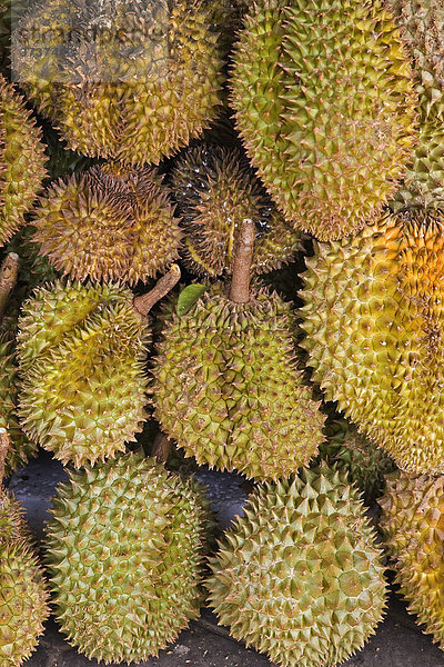 Die Frucht Durian  asiatische  sogenannte Stinkefrüchte