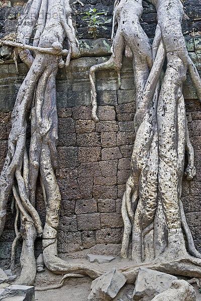 Wurzel umklammern die 800 Jahre alten Mauern der Tempelanlage Ta Prohm  Siem Reap  Kambodscha  Südostasien