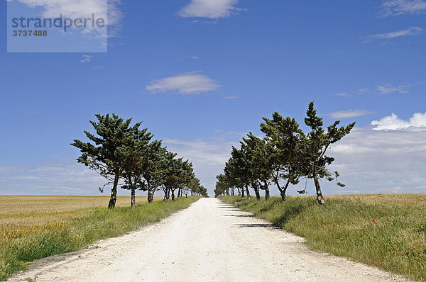 Einsame Landstraße  unbefestigt  geradlinig  Horizont  Campo  Felder  Wiesen  Bäume  Provinz Cuenca  Kastilien La Mancha  Spanien  Europa