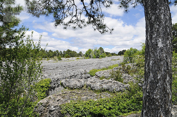 Das Felsenmeer  la ciudad encantada  die verzauberte Stadt  Felsformationen  Erosion  Felsen  Naturdenkmal  Kalklandschaft  Cuenca  Kastilien La Mancha  Spanien  Europa