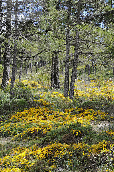 Gelb blühende Blumen  Moos  Waldboden  Kiefernwald  Cuenca  Kastilien La Mancha  Spanien  Europa