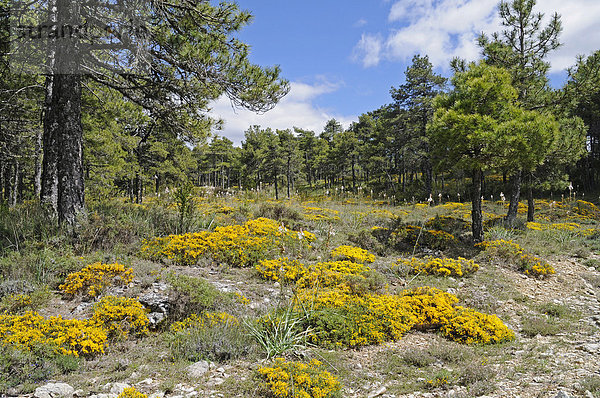 Gelb blühende Blumen  Moos  Waldboden  Kiefernwald  Cuenca  Kastilien La Mancha  Spanien  Europa