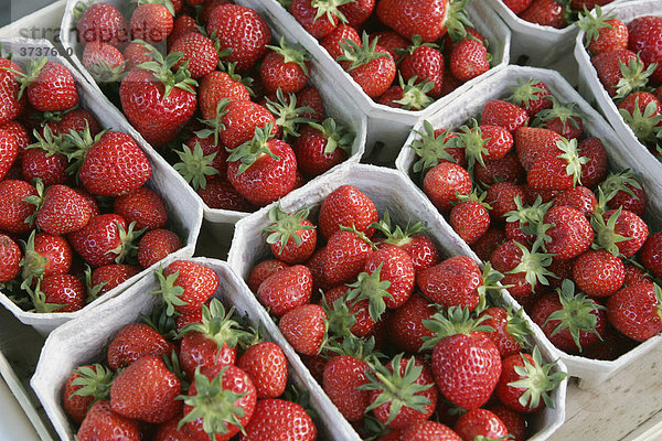 Erdbeeren bei einem Verkaufsstand  Erdbeerstand  bei Heidelberg  Baden-Württemberg  Deutschland  Europa