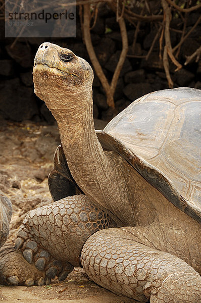 Galapagos Riesenschildkröte (Geochelone elephantopus)  Galapagos Inseln  Ecuador  Südamerika