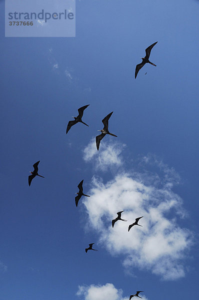 Bindenfregattvögel (Fregata minor)  Schwarm im Flug  Galapagos Inseln  Ecuador  Südamerika