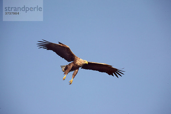 Seeadler (Haliaeetus albicilla) fliegend