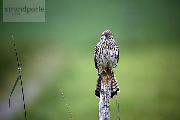 Turmfalke (Falco tinnunculus)  junges Weibchen in der Feldflur