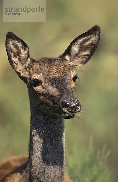 Rothirschkalb (Cervus elaphus)