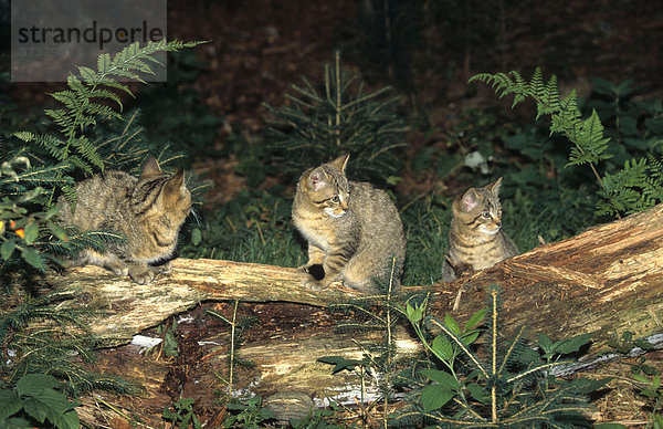 Wildkatzen (Felis silvestris) Jungtiere
