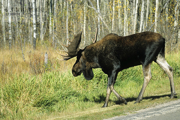 Elchbulle (Alces alces)  Elk Island Nationalpark  Alberta  Kanada  Nordamerika