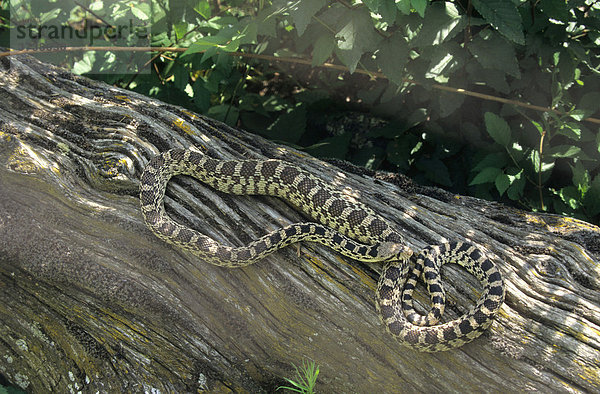 Bullenschlange (Pituophis canifer)  Zooaufnahme  British Columbia  Kanada  Nordamerika