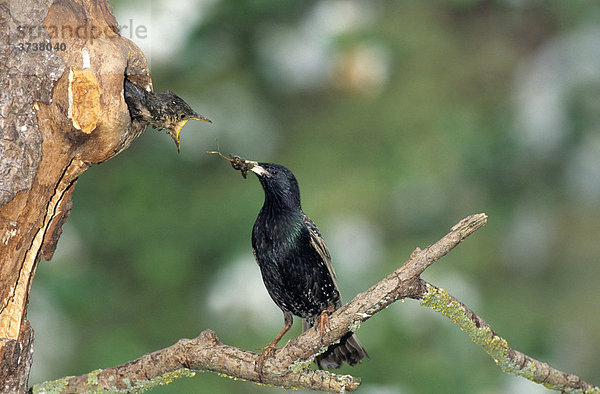 Star (Sturnus vulgaris) füttert Jungvogel an der Bruthöhle
