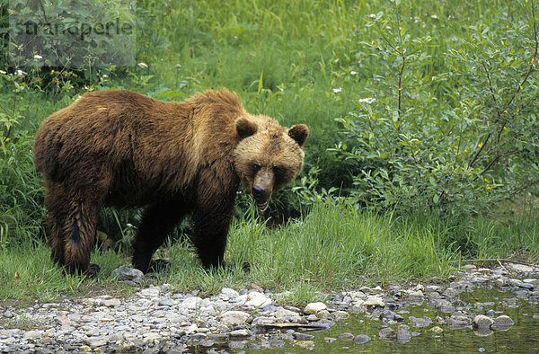 Nordamerikanischer Grizzlybär (Ursus arctos horribilis)  Alaska