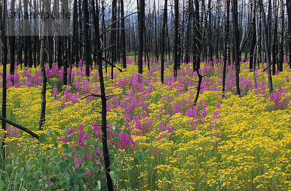 Weidenröschen (Epilobium angustifolium) und Greiskraut (Senecio fuchsil) im verbrannten Wald  Yukon  Kanada  Nordamerika
