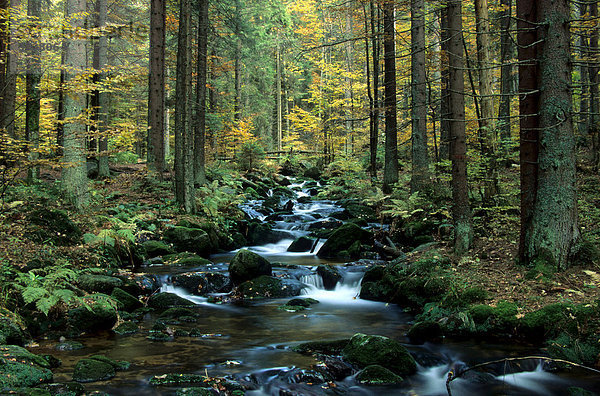 Bergbach Kleine Ohe im Herbst  Nationalpark Bayerischer Wald  Niederbayern  Bayern  Deutschland  Europa