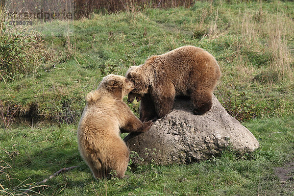 Europäischer Braunbär (Ursus arctos)  spielende Jungtiere  Gehegeaufnahme  Deutschland  Europa