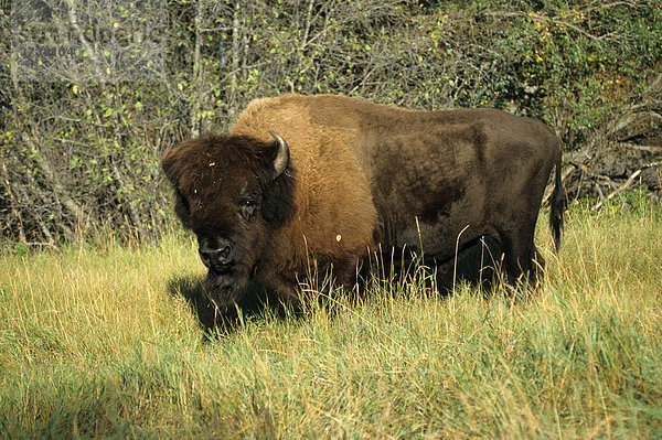 Nordamerikanischer Präriebisonbulle (Bison bison)  Wood Buffalo National Park  Alberta/Nordwest Territory  Kanada  Nordamerika