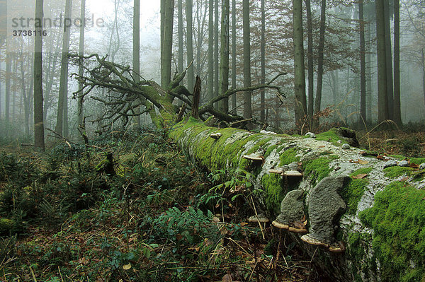 Totholz Buche (Fagus sylvatica) mit Moos und Pilzen bewachsen