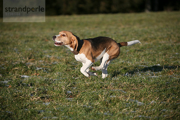 Jagdhund Beagle