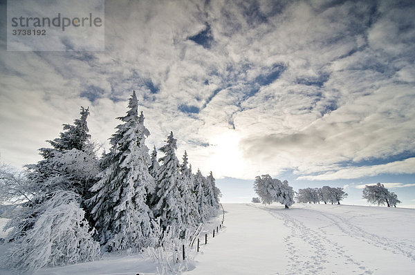 Verschneite Tannen mit blauem Himmel und Wolken und Sonne  Schwarzwald  Baden-Württemberg  Deutschland