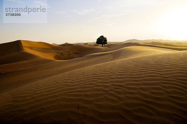 Wüste mit Sanddünen und Baum  Dubai  Vereinigte Arabische Emirate  Naher Osten