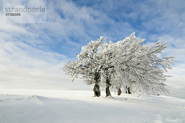 Verschneite Bäume mit blauem Himmel und Wolken  Schwarzwald  Baden-Württemberg  Deutschland