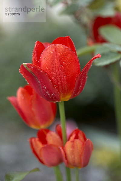 Rote Tulpen (Tulipa) mit Wassertropfen