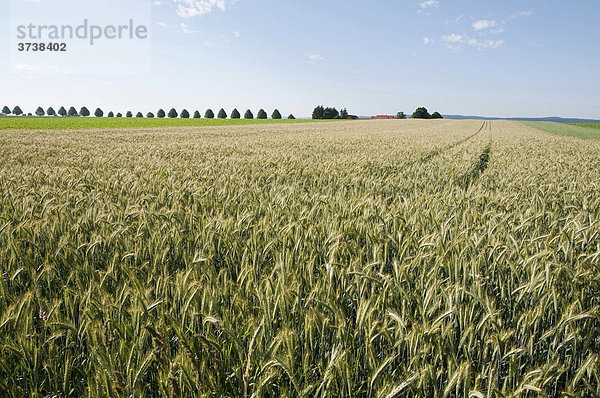 Getreidefeld  Naturpark Solling-Vogler  Weserbergland  Niedersachsen  Deutschland