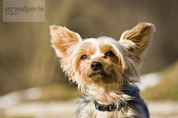 Portrait Yorkshire Terrier