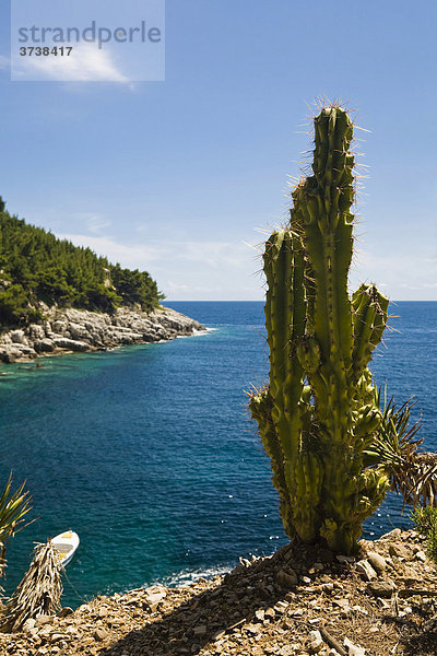 Kaktus vor der Badebucht U. Sutmiholjska  Insel Mljet  Dubrovnik-Neretva  Dalmatien  Kroatien  Europa